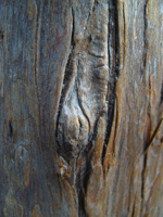 Bild des Mammutbaums im Allmerspark - Detail