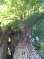 Bild des Mammutbaums im Allmerspark