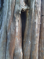 Bild des Mammutbaums im Allmerspark - Detail